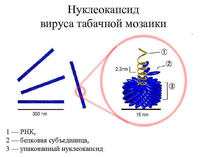 Схема вируса табачной мозаики