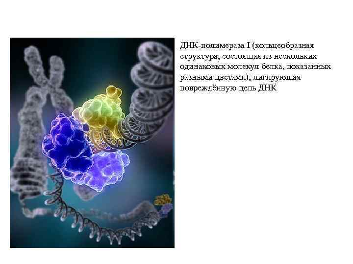 Днк полимераза картинка