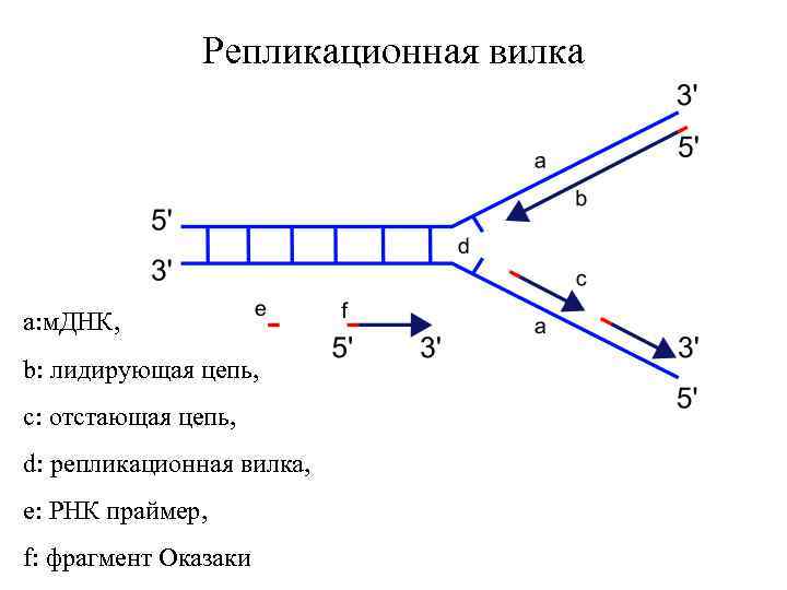 Репликационная вилка схема