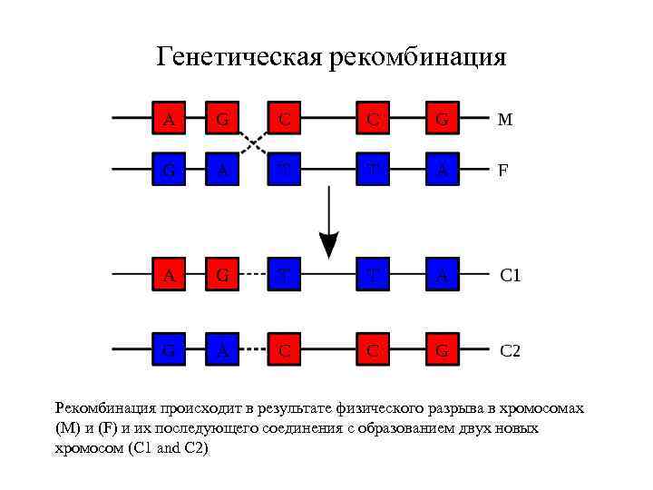 Генетическая рекомбинация Рекомбинация происходит в результате физического разрыва в хромосомах (М) и (F) и