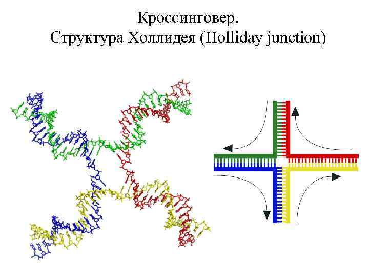 Кроссинговер. Структура Холлидея (Holliday junction) 