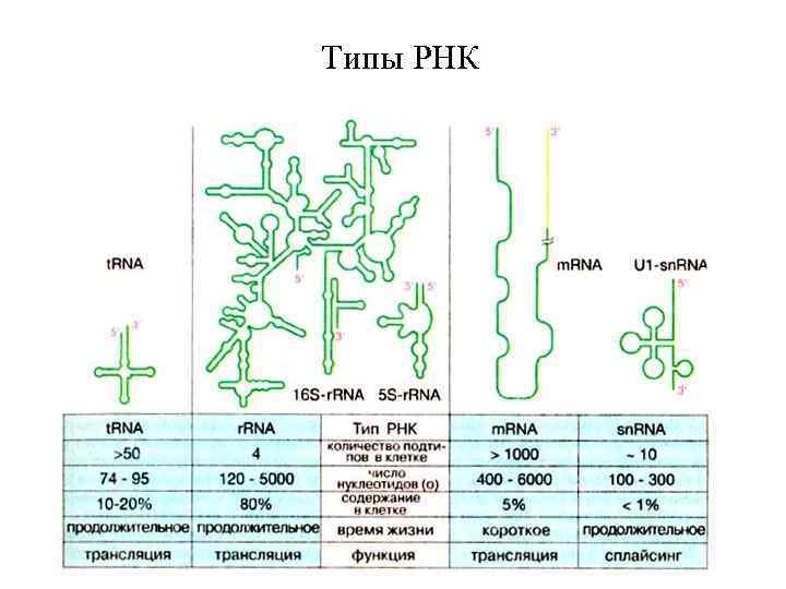 Виды рнк характеристика. Функции различных типов РНК. Функции и строение различных типов РНК. Функции всех видов РНК. Структура и функции РНК.