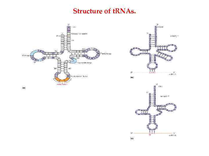 Structure of t. RNAs. 