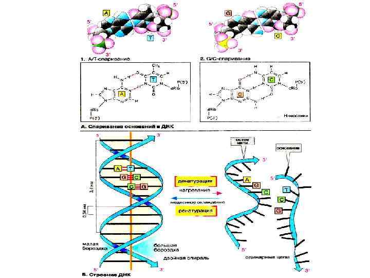 В состав рнк не входит азотистое основание. Азотистые основания РНК. Азотистые основания РНК формулы. Азотистые основания ДНК И РНК. Нуклеозид, нуклеотид, олигонуклеотид, полинуклеотид.