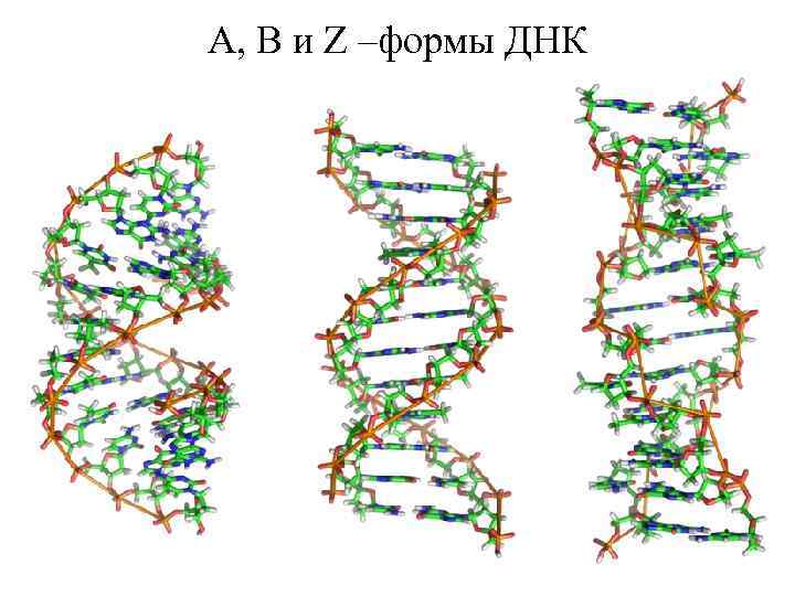 Схема строения нуклеотида общая формула