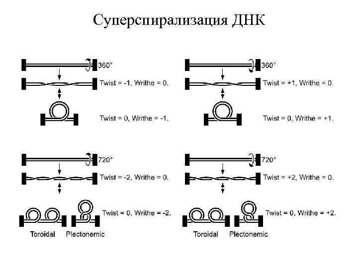 Суперспирализация ДНК 