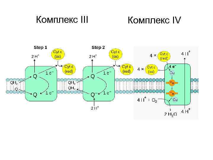 Комплекс III Комплекс IV 