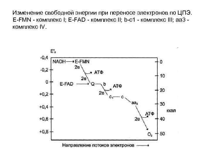Изменение свободной энергии при переносе электронов по ЦПЭ. E-FMN - комплекс I; E-FAD -