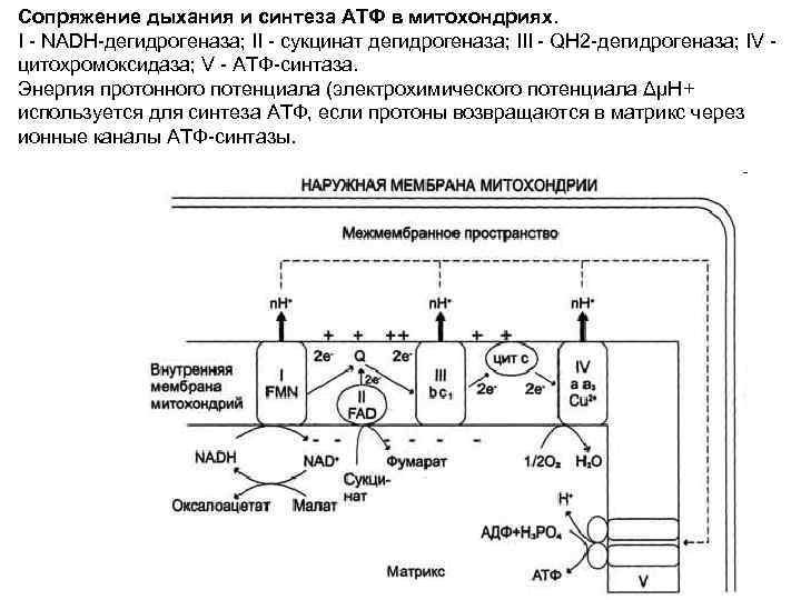 Синтез атф в митохондриях. Сопряжение переноса электронов и синтеза АТФ это. Сопряжение дыхания и синтеза АТФ В митохондриях. Этапы сопряжения тканевого дыхания и синтеза АТФ. Синтез АТФ В дыхательной цепи.