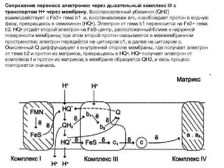 Сопряжение переноса электронов через дыхательный комплекс III с транспортом Н+ через мембрану. Восстановленный убихинон