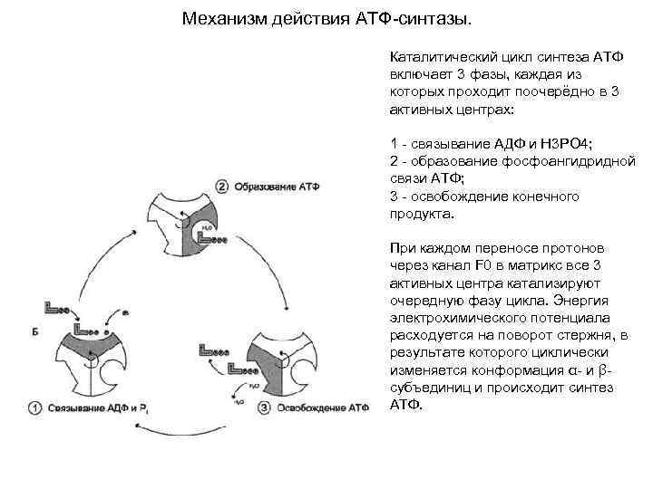 Синтез атф 3. Механизм действия АТФ-синтетазного комплекса. Механизм действия протонной АТФ-синтазы. АТФ синтаза строение механизм. Строение АТФ синтазы биохимия.