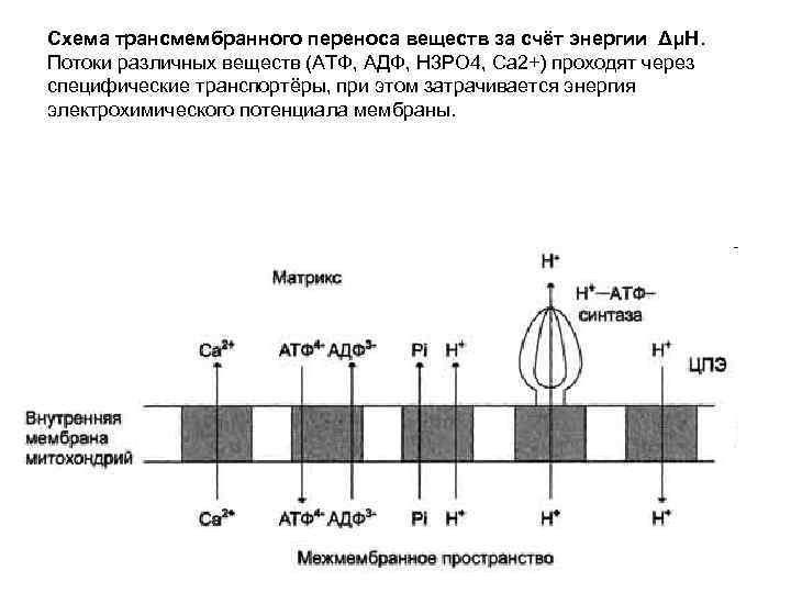 Схема трансмембранного переноса веществ за счёт энергии ΔμН. Потоки различных веществ (АТФ, АДФ, Н