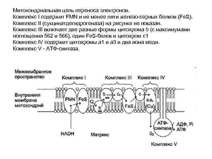 Митохондриальная цепь переноса электронов. Комплекс I содержит FMN и не менее пяти железо-серных белков
