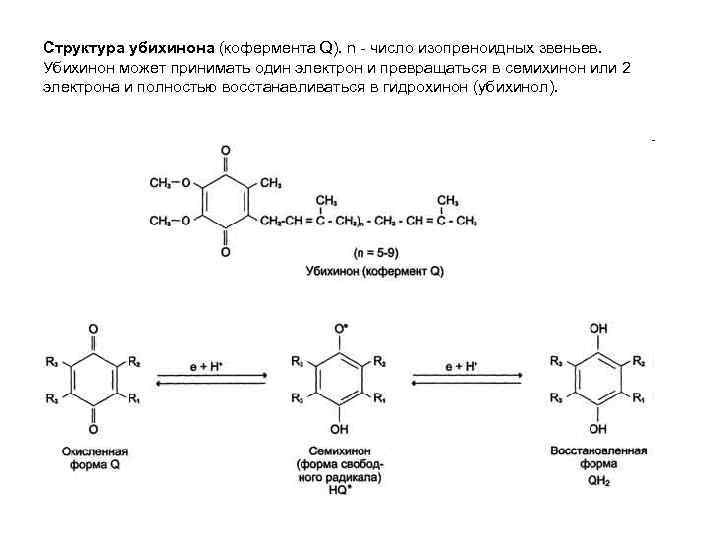 Структура убихинона (кофермента Q). n - число изопреноидных звеньев. Убихинон может принимать один электрон
