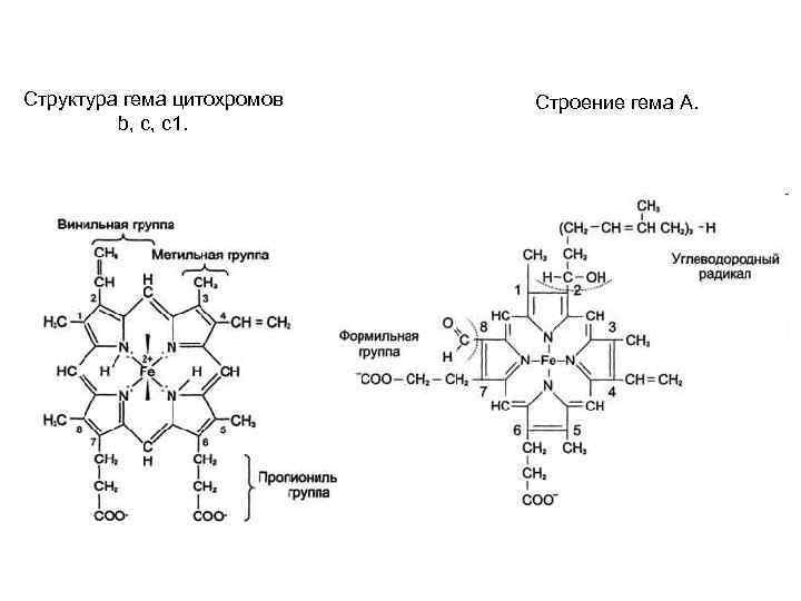Структура гема цитохромов b, с, с1. Строение гема А. 