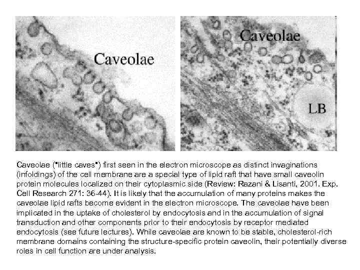 Caveolae ("little caves") first seen in the electron microscope as distinct invaginations (infoldings) of