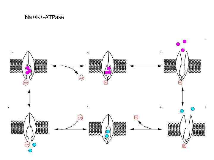 Na+/K+-ATPase 