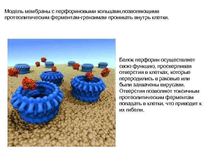 Модель оболочек