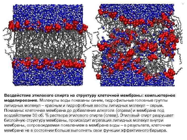 Воздействие этилового спирта на структуру клеточной мембраны: компьютерное моделирование. Молекулы воды показаны синим, гидрофильные