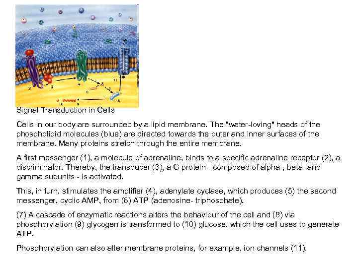 Signal Transduction in Cells in our body are surrounded by a lipid membrane. The