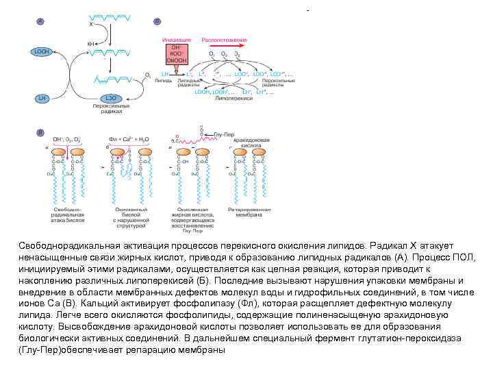 Свободнорадикальная активация процессов перекисного окисления липидов. Радикал Х атакует ненасыщенные связи жирных кислот, приводя