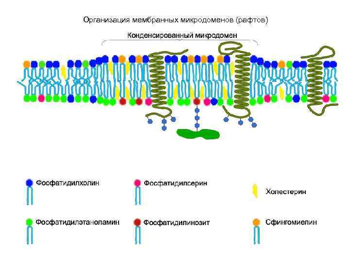 Организация мембранных микродоменов (рафтов) 