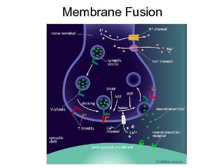 Membrane Fusion 