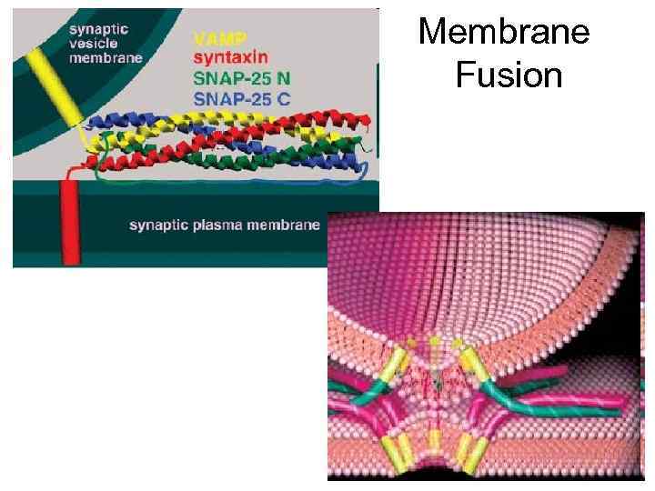 Membrane Fusion 