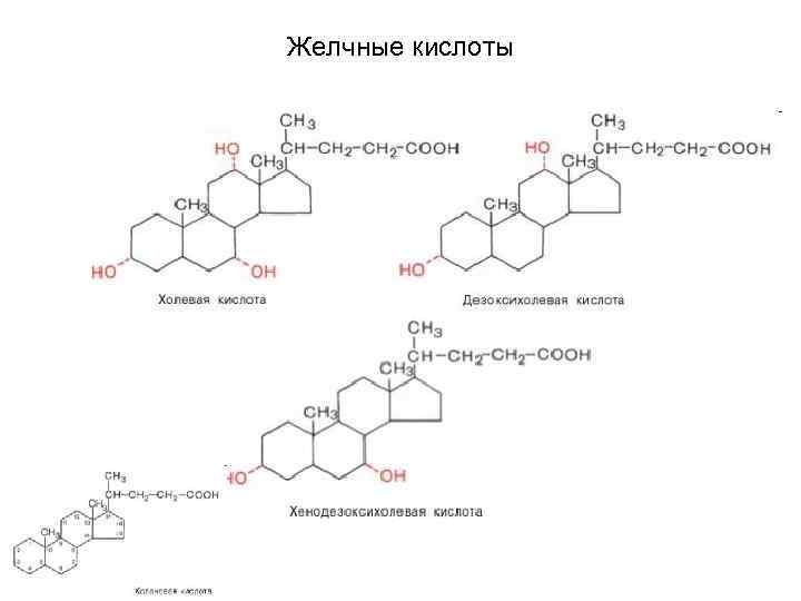 Желчные кислоты