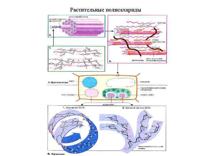 Растительные полисахариды 