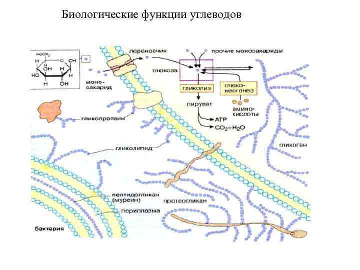 Биологические функции углеводов 