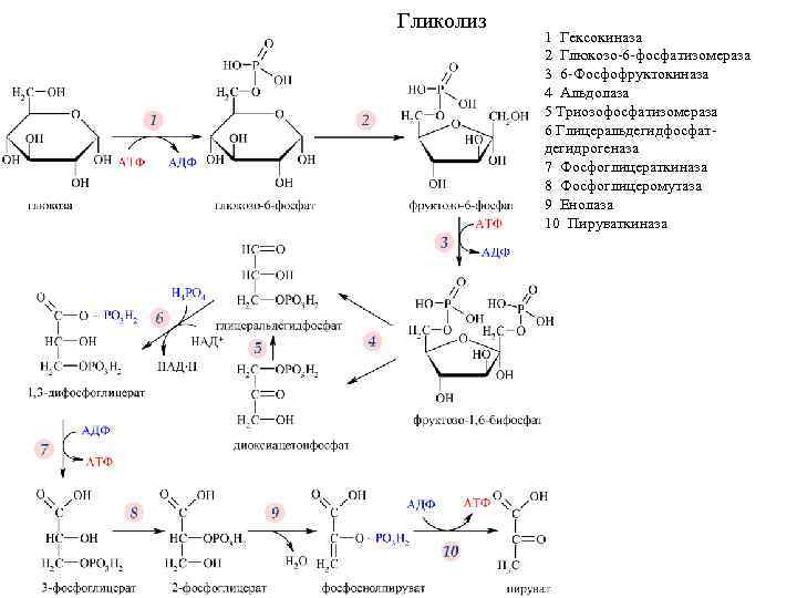 Гликолиз 1 Гексокиназа 2 Глюкозо-6 -фосфатизомераза 3 6 -Фосфофруктокиназа 4 Альдолаза 5 Триозофосфатизомераза 6