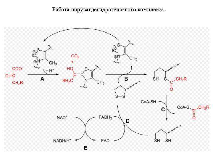 Работа пируватдегидрогеназного комплекса 