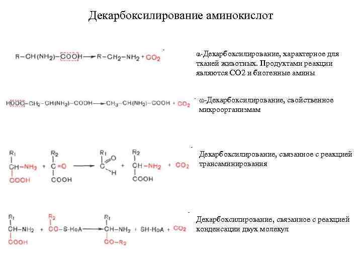 Декарбоксилирование аминокислот α-Декарбоксилирование, характерное для тканей животных. Продуктами реакции являются СО 2 и биогенные