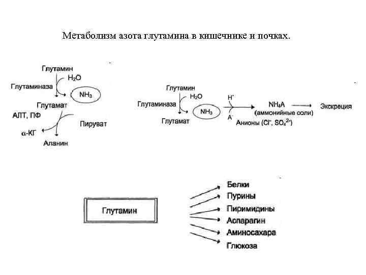 Азотистый обмен веществ