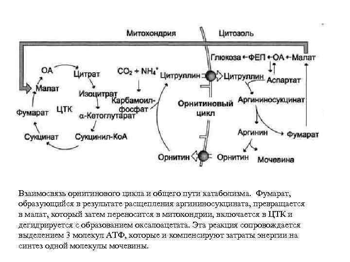 Взаимосвязь орнитинового цикла и общего пути катаболизма. Фумарат, образующийся в результате расщепления аргининосукцината, превращается