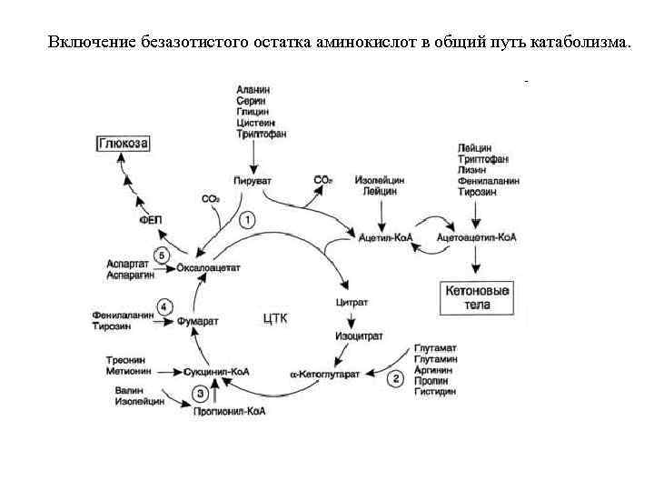 Включение безазотистого остатка аминокислот в общий путь катаболизма. 