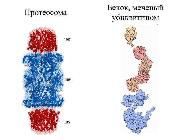 Протеосома Белок, меченый убиквитином 
