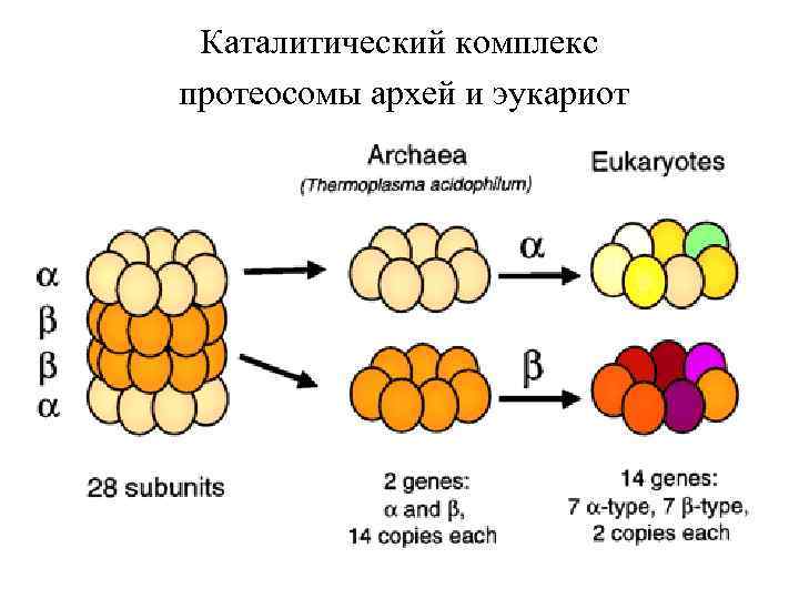 Каталитический комплекс протеосомы архей и эукариот 
