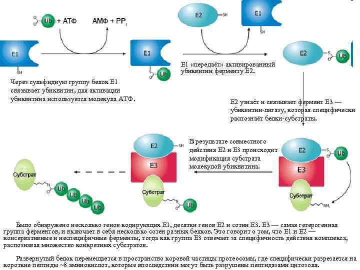 Е 1 «передаёт» активированный убиквитин ферменту Е 2. Через сульфидную группу белок Е 1