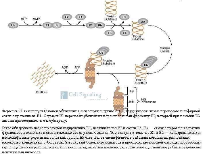 Фермент Е 1 активирует С-конец убиквитина, используя энергию АТФ, аденилированием и переносом тиоэфирной связи