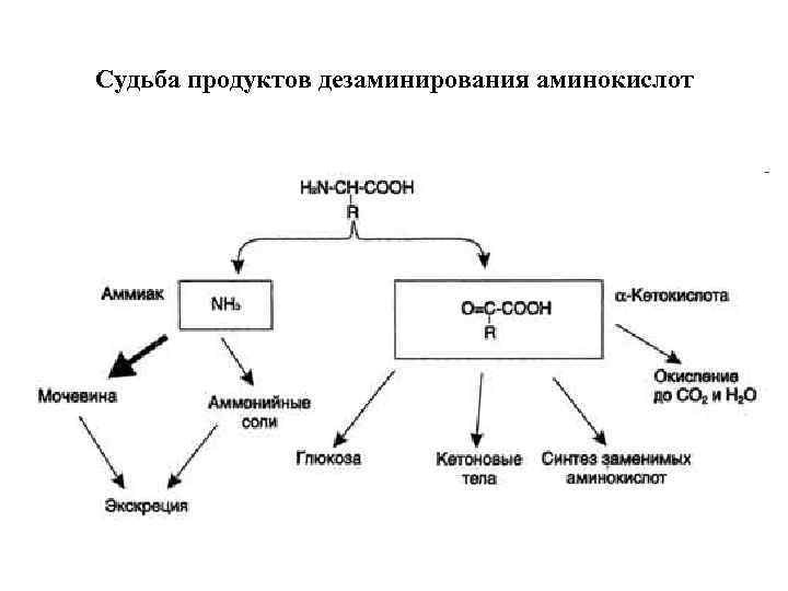 Судьба продуктов дезаминирования аминокислот 