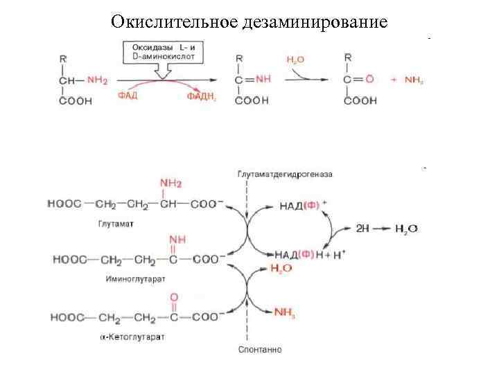 Окислительное дезаминирование 