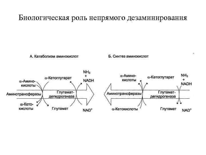 Биологическая роль непрямого дезаминирования 
