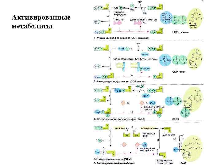 Активированные метаболиты 