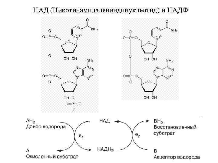 Восстановление надф. Никотинамидадениндинуклеотид (над ), НАДФ структура. Структурная формула никотинамидадениндинуклеотид. Строение никотинамид-аденин-динуклеотида. Никотинамид аденин динуклеотид фосфат.