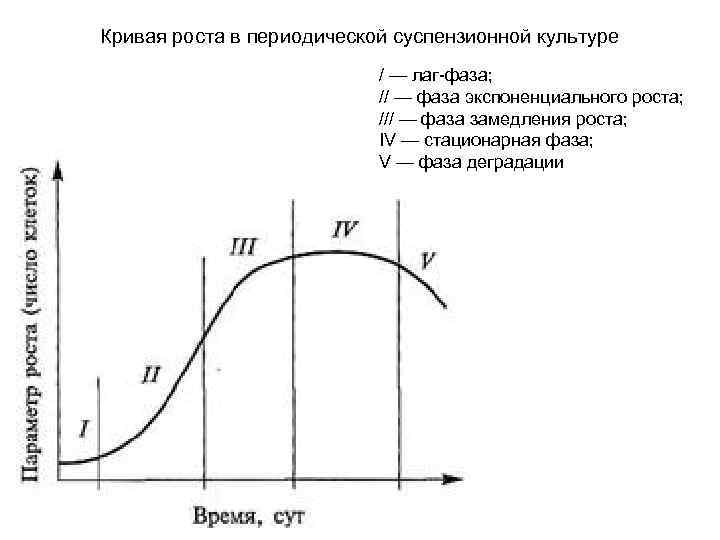 Культура роста. Кривая роста периодической культуры бактерий. Кривая роста суспензионных культур. Стадии роста периодической бактериальной культуры. Логарифмическая фаза роста бактерий.