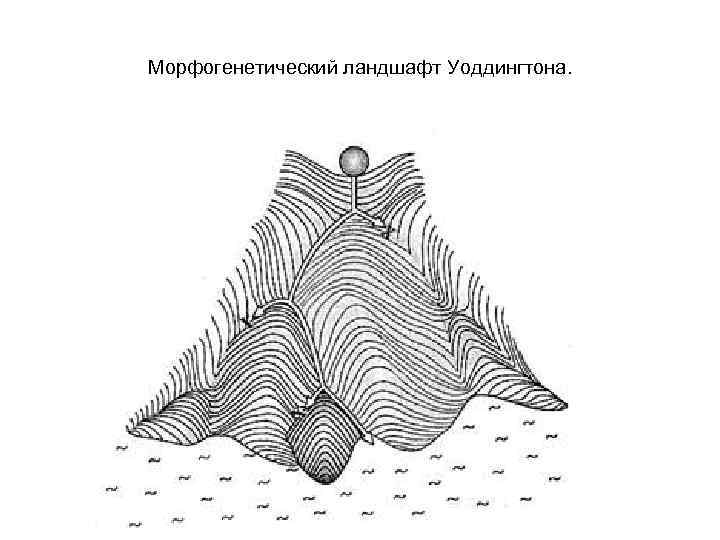 Морфогенетический ландшафт Уоддингтона. 