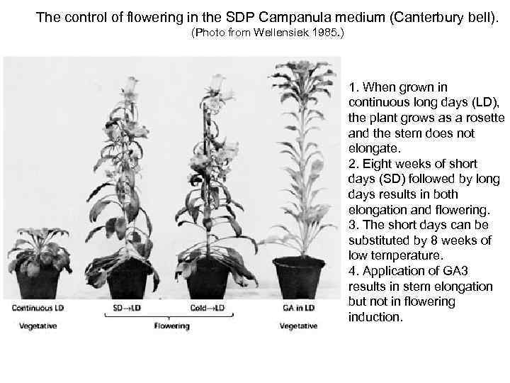 The control of flowering in the SDP Campanula medium (Canterbury bell). (Photo from Wellensiek