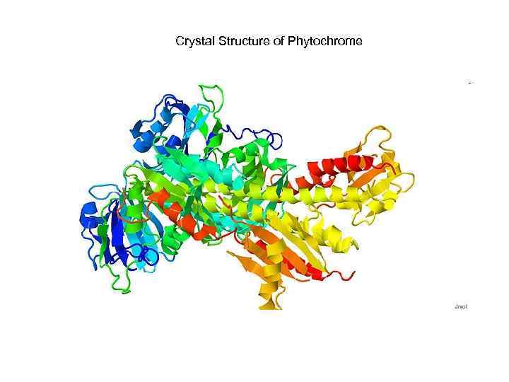 Crystal Structure of Phytochrome 